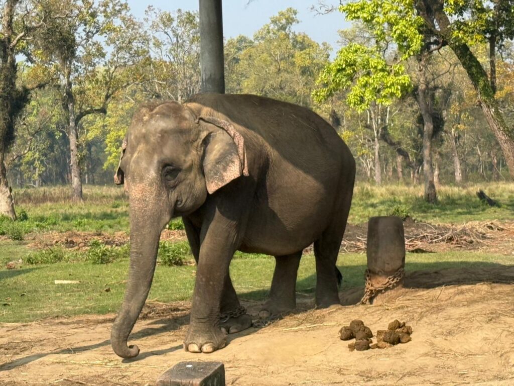 Elephant at Chitwan National Park.