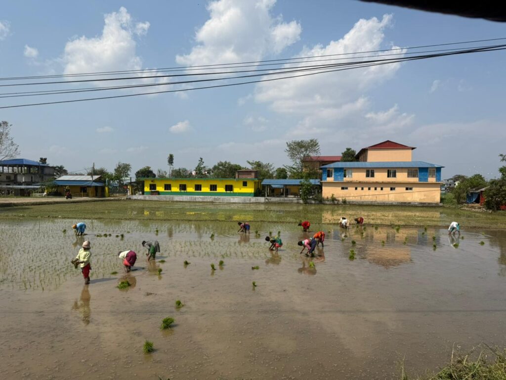 Farmers planting rice.