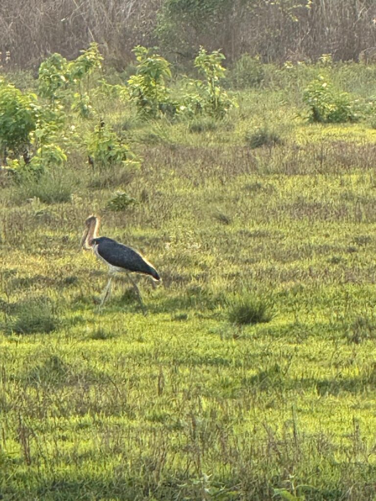 Lesser Adjutant Stork at Chitwan National Park.