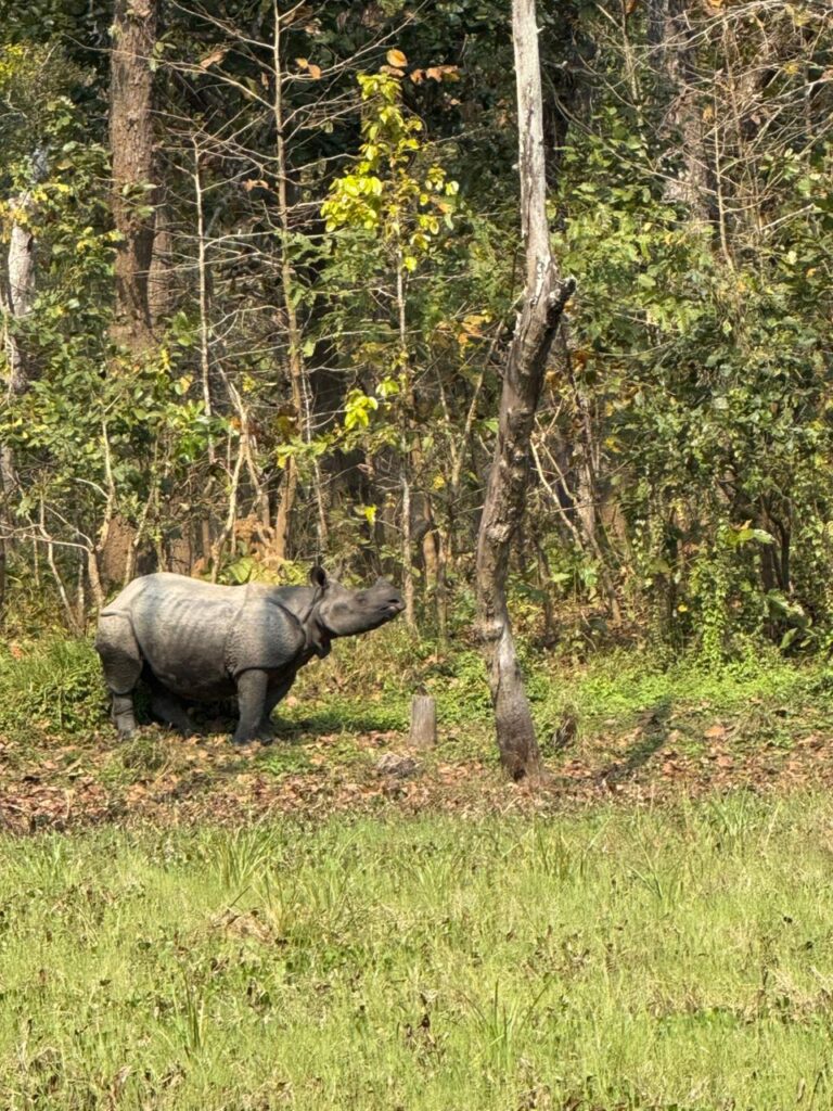 One-horned rhinoceros at Chitwan National Park.