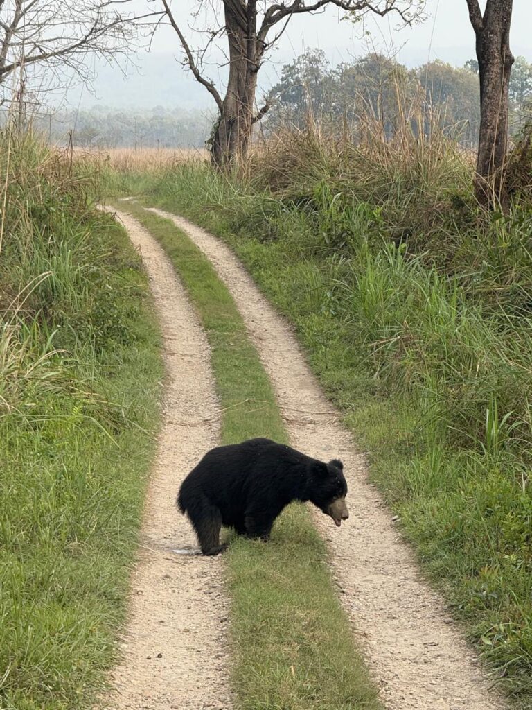 We got the opportunity to see a sloth bear during the safari.